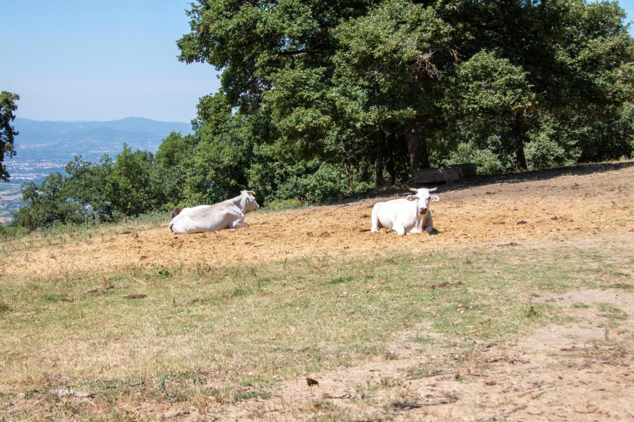 Agriturismo Con Piscina In Toscana, Tribbiano Ареццо Екстер'єр фото
